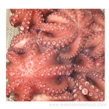 best frozen fresh octopus indonesia